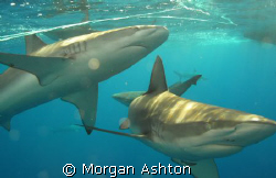 Galapagos sharks off Hawaii's North Shore. Taken with a S... by Morgan Ashton 